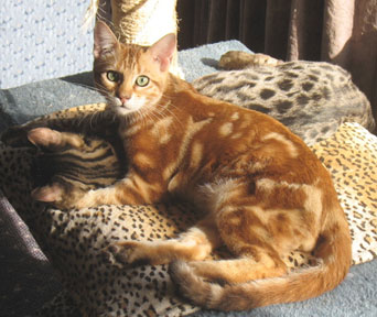 Le Bengal : mini lopard - Page 2 Wa-sorrel%20&%20tawny