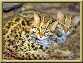 leopard cats for sale